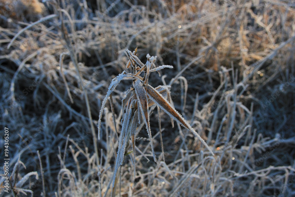 Gefrorenes Gras mit Eis im kalten Winter Gefrorenes Gras mit Eis im kalten Winter