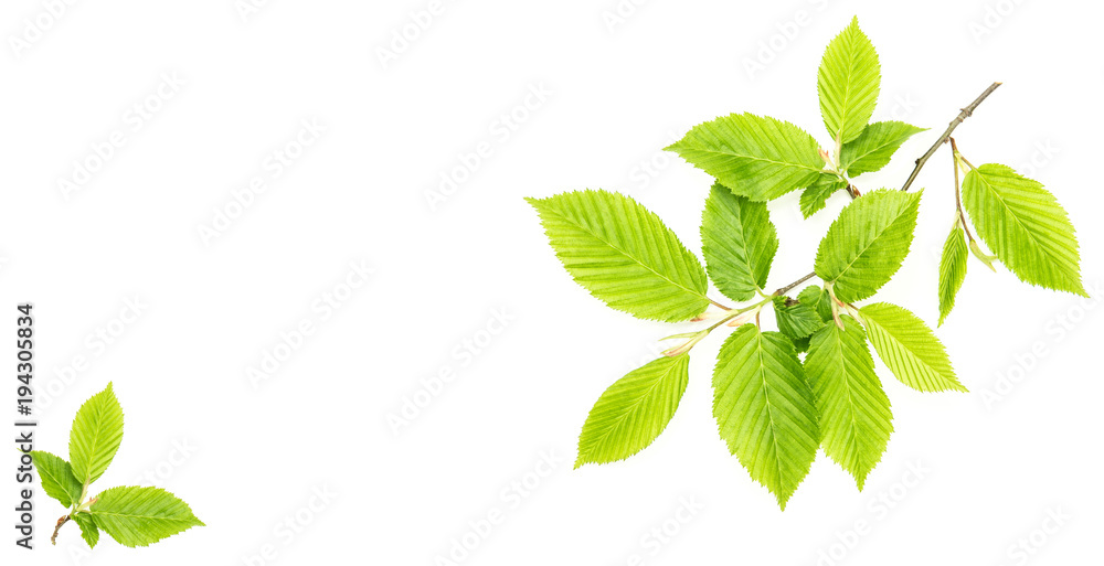 Green leaves isolated white background Leaf spring tree