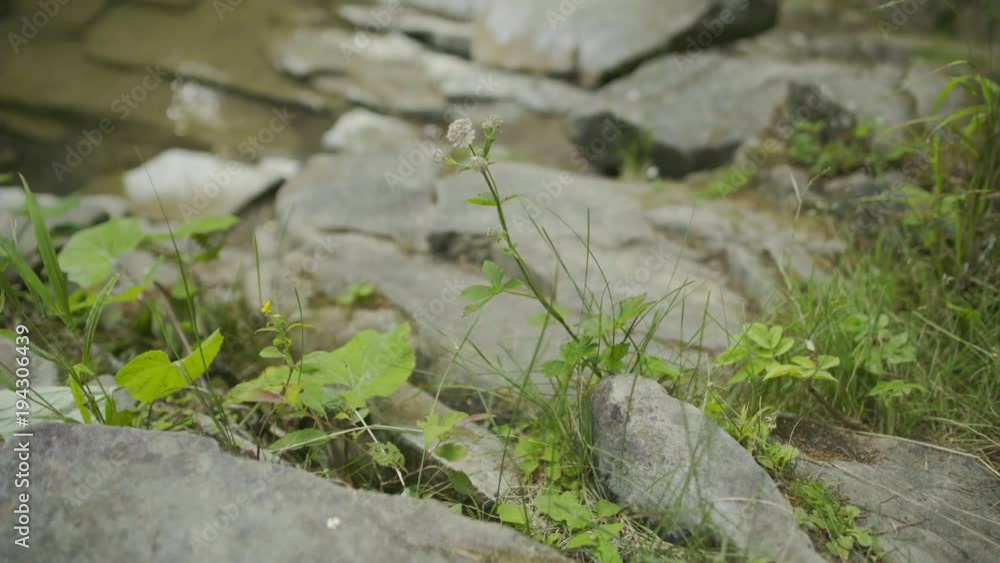 Closeup of a plant growing on a bank of mountain river Closeup of a plant growing on a bank of mountain river