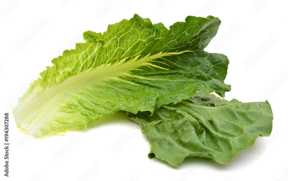 leaf fresh lettuce isolated on white background leaf fresh lettuce isolated on white background