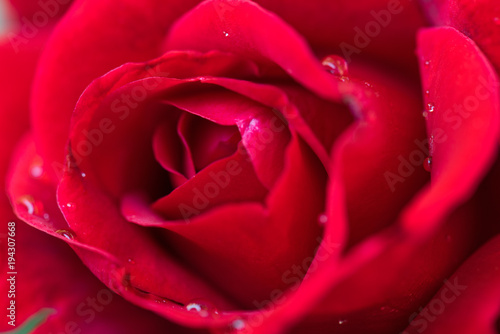 Beautiful red roses in the garden with rain drops of water on the green leaf. Bouquet of roses for Valentine Day - outdoors.