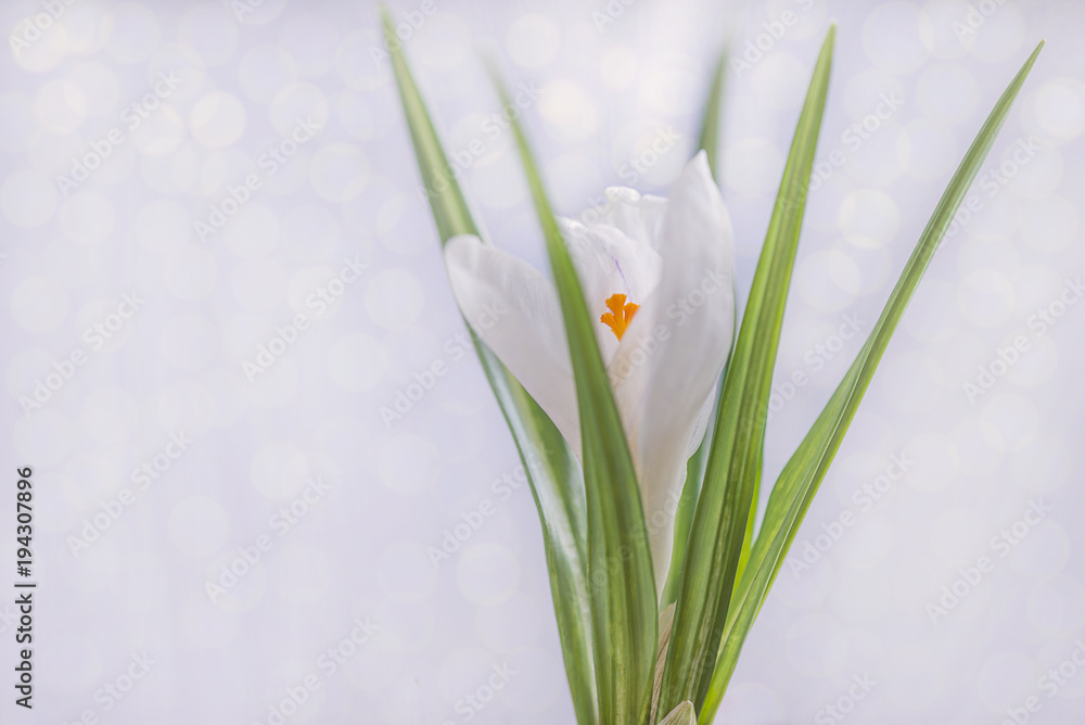 White snowdrop (crocus) on white background with bokeh effect White snowdrop (crocus) on white background with bokeh effect