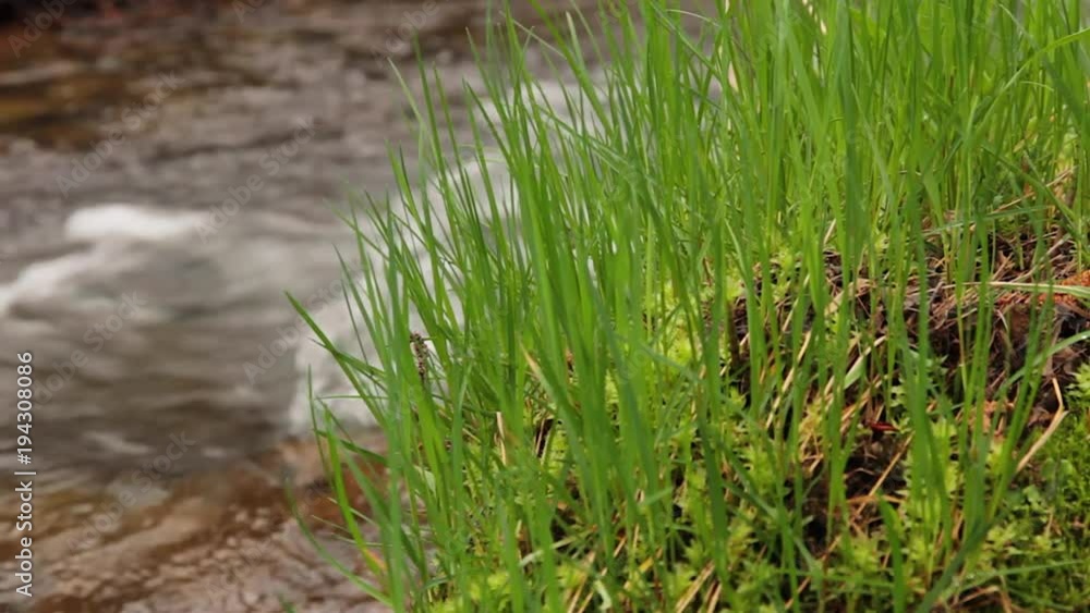 Detalles de hierbas verdes en la orilla de agua corriente de arroyo o rio. Foco en el primer plano
Detalles de hierbas verdes en la orilla de agua corriente de arroyo o rio. Foco en el primer plano