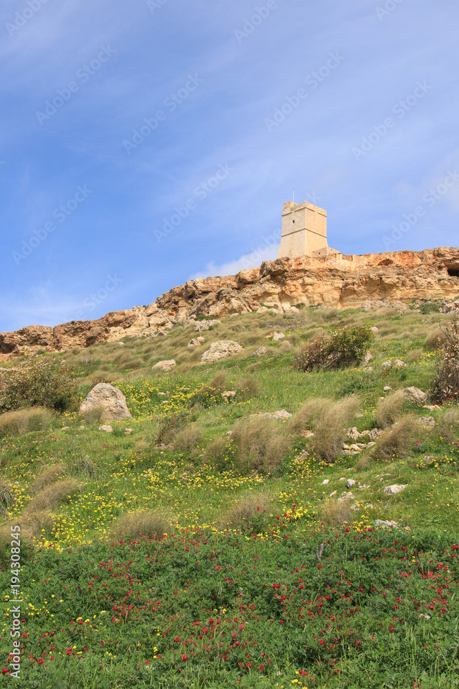 Ta' Lippija Turm, Wildblumen, Malta, Westküste
