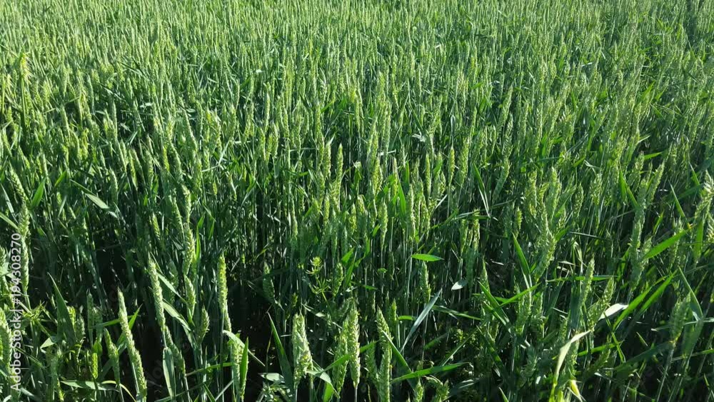 Trigo verdes moviendose con el viento en una plantacion de cereales, en primavera Trigo verdes moviendose con el viento en una plantacion de cereales, en primavera