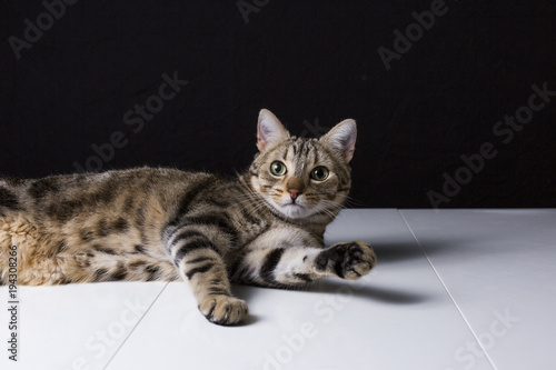 portrait of a young beautiful cat isolated on black background. He has brown and black fur and green eyes. Home or studio, indoors. Lifestyle.