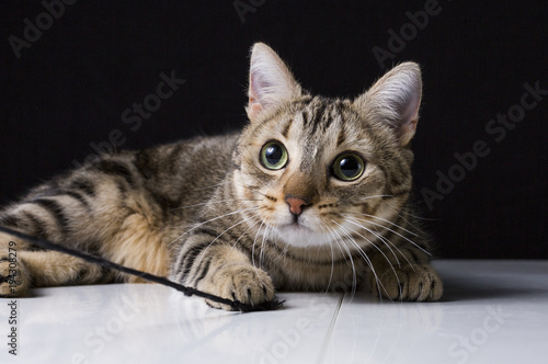 portrait of a young beautiful cat isolated on black background. He has brown and black fur and green eyes. Home or studio, indoors. Lifestyle. © Eva