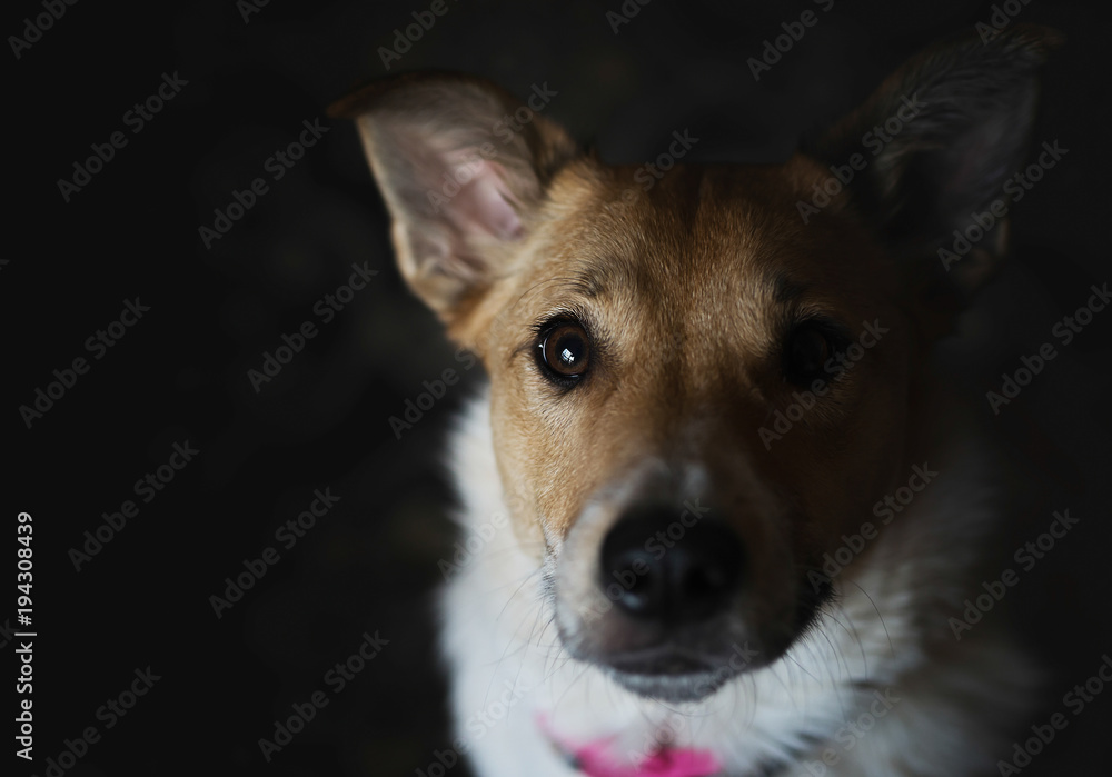 Sidelit view of puppy looking at the camera Sidelit view of puppy looking at the camera