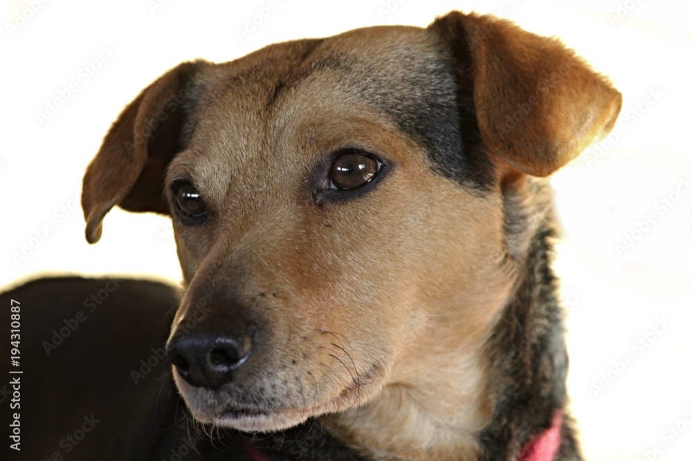 brauner Hund im Portrait