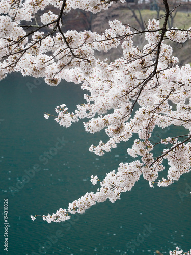 SPRING FLOWER (Japanese Cherry Blossom)