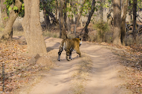 A tiger walking inside bandhavgarh national park on a hot summer day during a wildlife safari