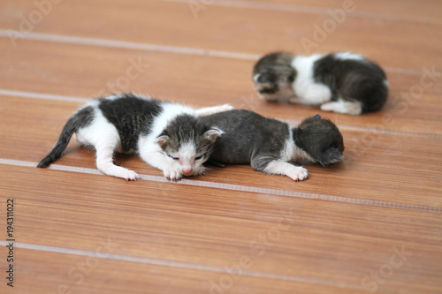Kittens sleeping on brown wooden floor