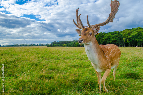 Photography Deer in Ireland at Phoenix Park