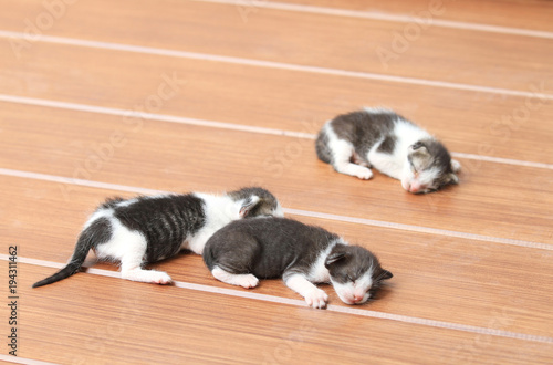 Kittens sleeping on brown wooden floor