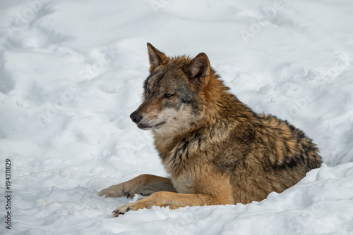 im Schnee liegender Wolf mit Blickrichtung nach links. © wttbirdy