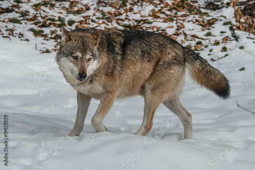 Wolf im Schnee in Bewegung. © wttbirdy