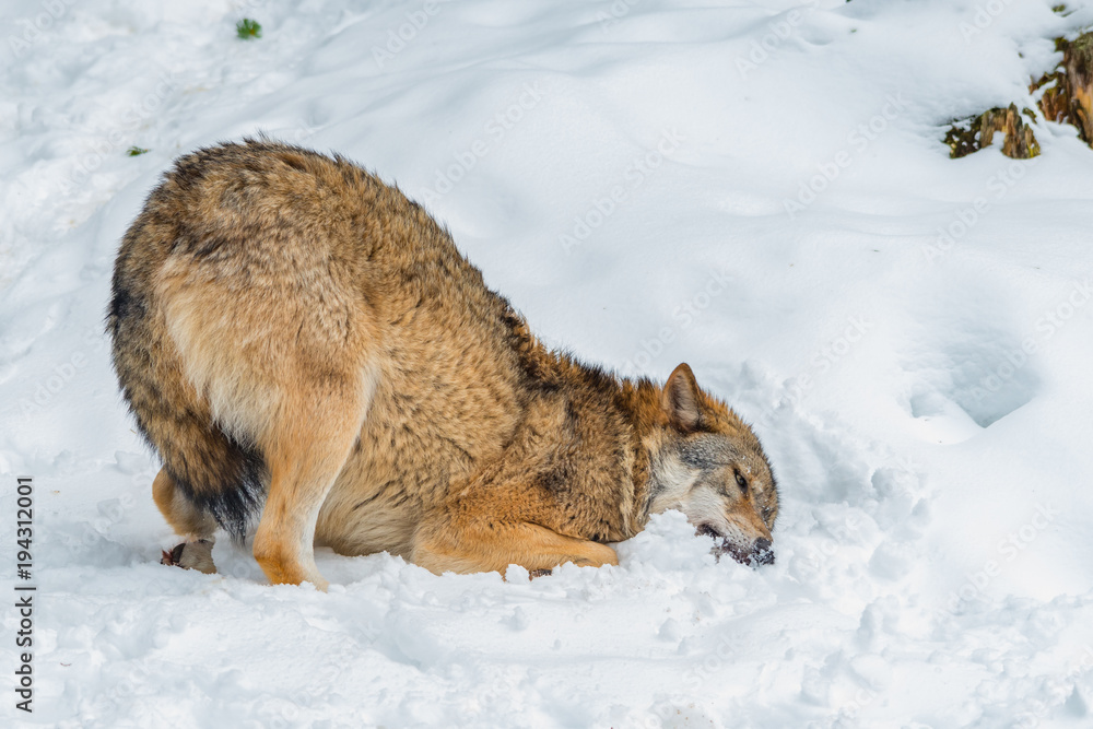 Ein Wolf vergräbt seine Schnauze im Schnee. Ein Wolf vergräbt seine Schnauze im Schnee.