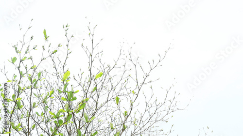 Spring leaves on white background