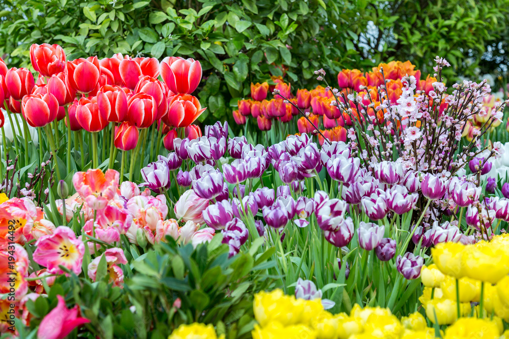 Colorful bright tulips blossom in early spring
Colorful bright tulips blossom in early spring