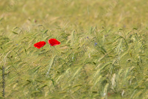 Two beautiful red poppies in a green wheat field in the summer, Dobrogea,Romania