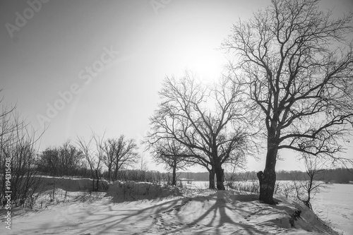 Winter landscape with bare trees and the sun