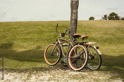 Two bikes resting in a palm tree. Park background