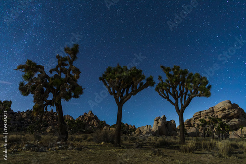 Joshua Trees at night with clean and starry sky, Joshua Tree National Park, California