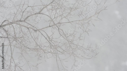 snow blizzard and strong wind. Frosty day.