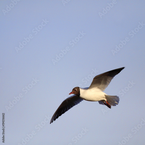 Single Laughing gull in flight among reed stems during a spring period