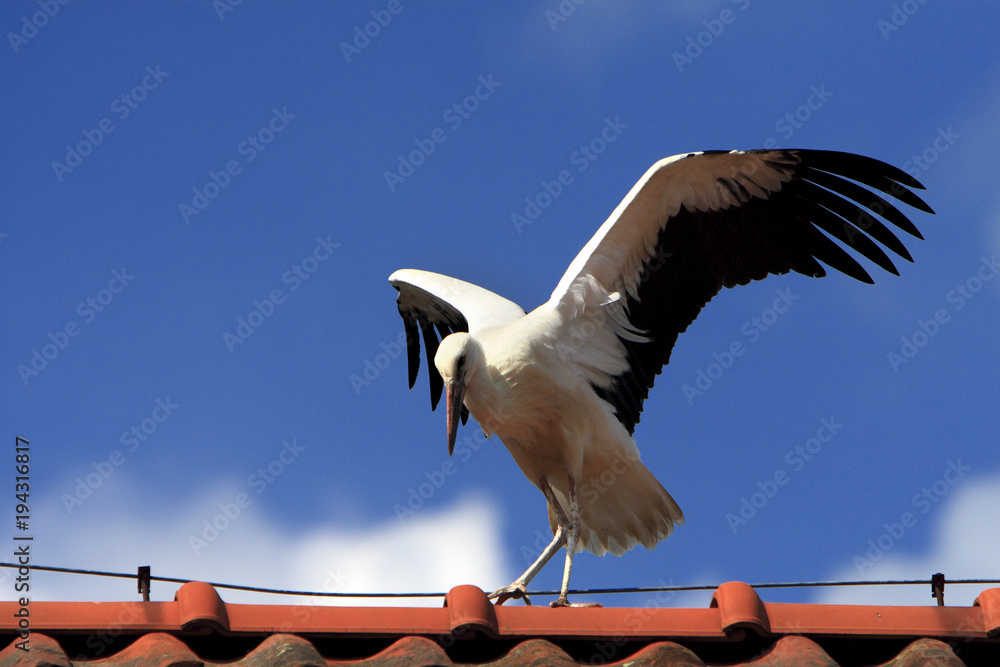 Single white Stork bird on a roof top during the spring nesting period Single white Stork bird on a roof top during the spring nesting period