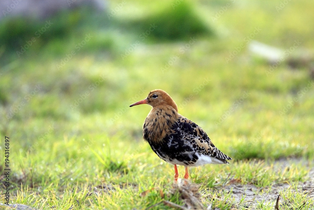 Single Ruff bird on grassy wetlands during a spring nesting period Single Ruff bird on grassy wetlands during a spring nesting period