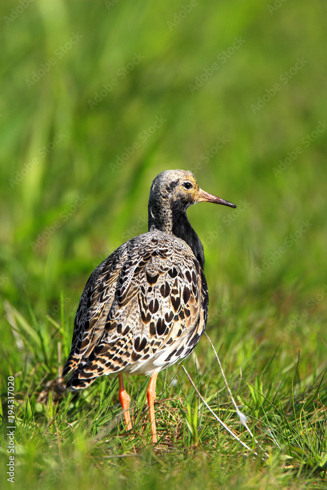 Single Ruff bird on grassy wetlands during a spring nesting period Single Ruff bird on grassy wetlands during a spring nesting period