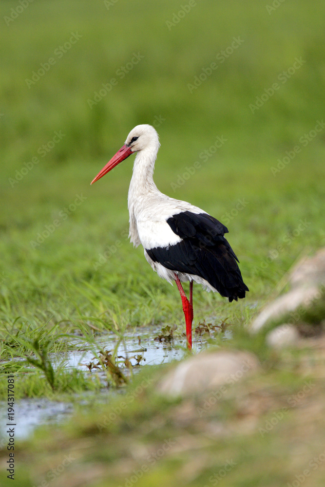 Naklejka premium Single White Stork bird on a grassy meadow during the spring nesting period