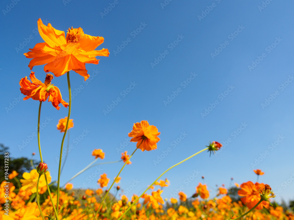 Wide angle close-up of multiple large orange flowers in a field with a blue clear sky in the background. Nakhon Ratchasima, Thailand. Travel and nature concept.