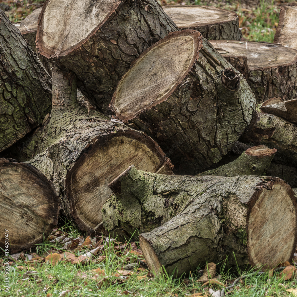 Cut trees in woods Cut trees in woods