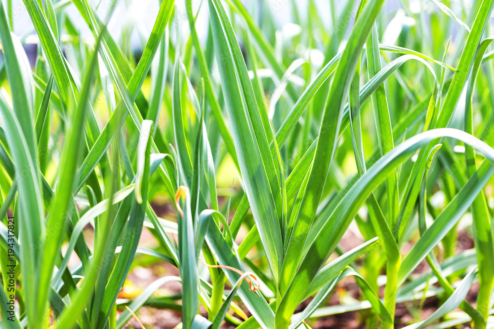 Closeup image of green grass at spring garden. Closeup image of green grass at spring garden.