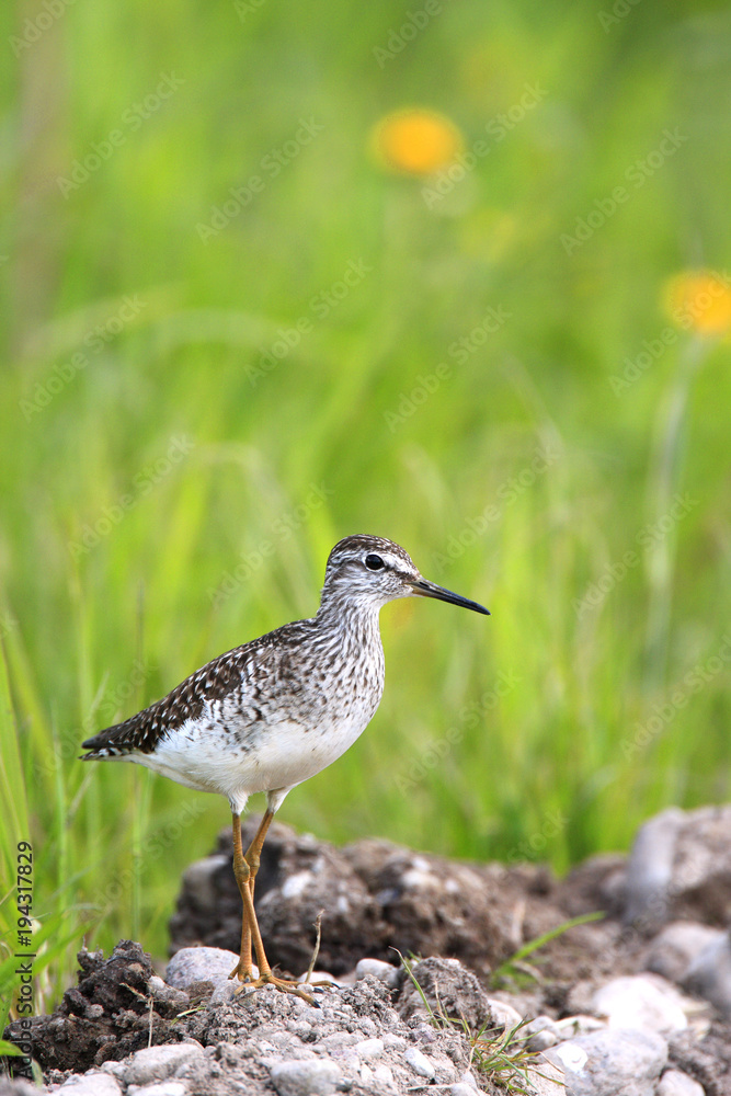 Single Wood sandpiper bird on grassy wetlands during a spring nesting period Single Wood sandpiper bird on grassy wetlands during a spring nesting period