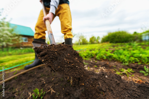 Gardener is digging soil with a shovel at spring green outdoors background. photo