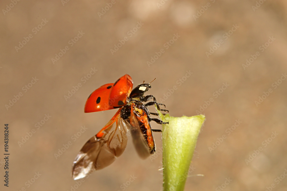 Little red ladybug crawling on a green leaf, macro Little red ladybug crawling on a green leaf, macro