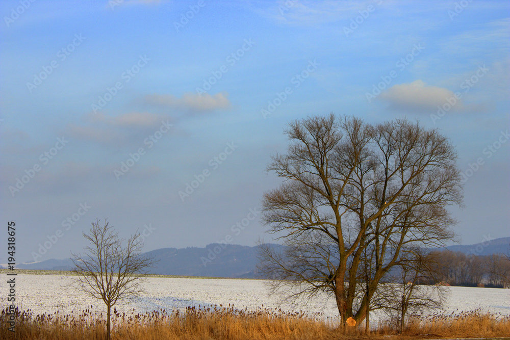 Trees on a field covered in snow Trees on a field covered in snow
