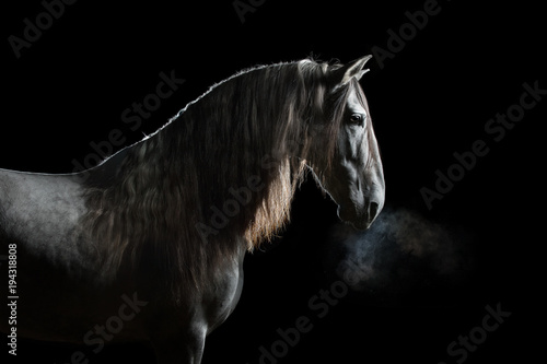 Silhouette of a gray Andalusian horse with long mane and steam from nostrils isolated on black background