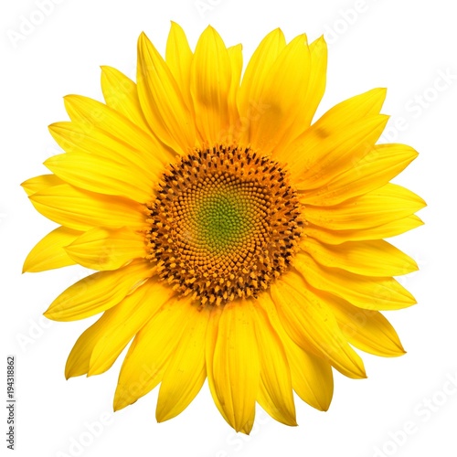 Fototapeta Naklejka Na Ścianę i Meble -  beautiful yellow Sunflower petals closeup