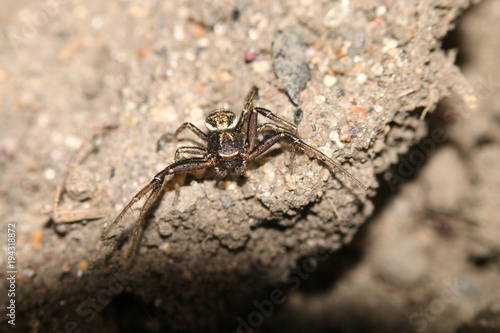 Spider crawls on the street on the ground  macro