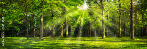 Grünes Wald Panorama im Sonnenlicht