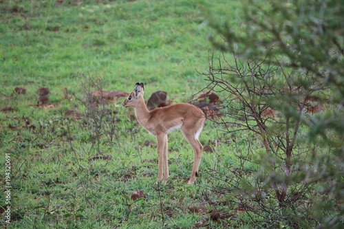 Fototapeta Naklejka Na Ścianę i Meble -  Baby Antilope
