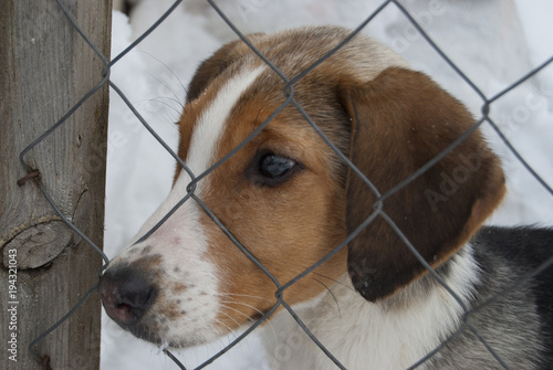 Konstfotografi A puppy of a Russian peggy hound (English foxhound) sits behind a net in an enclosure