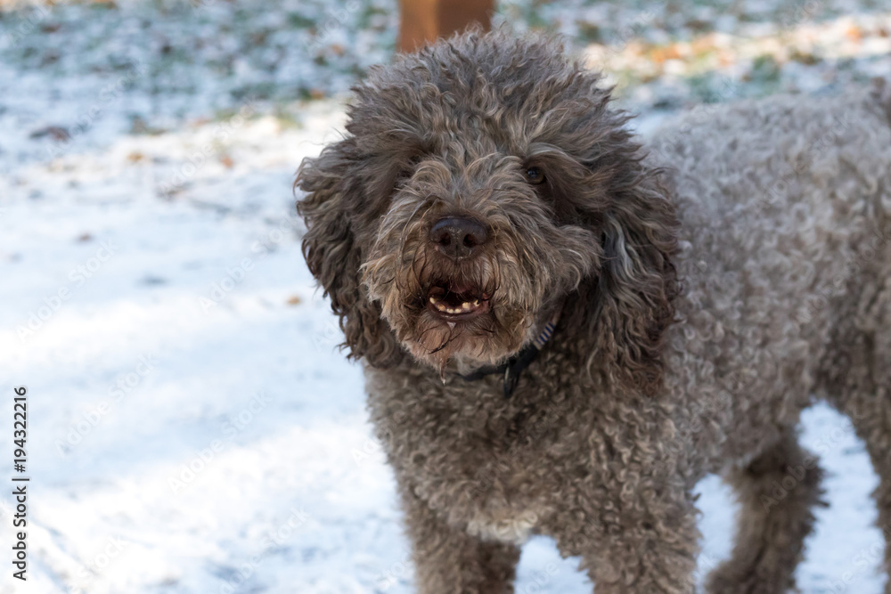 cockapoo dog barking