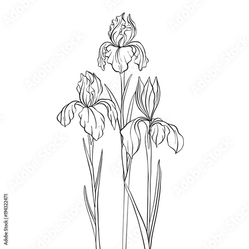 vector drawing flowers