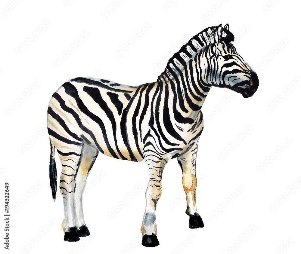 Watercolor image of zebra Watercolor image of zebra