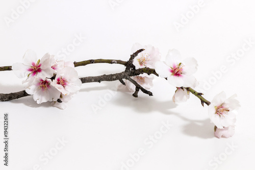 almond tree branch